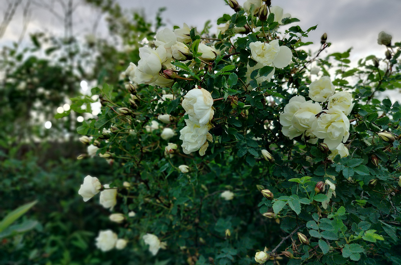 Дом 160 м²  с террасой  на участке 6 сот