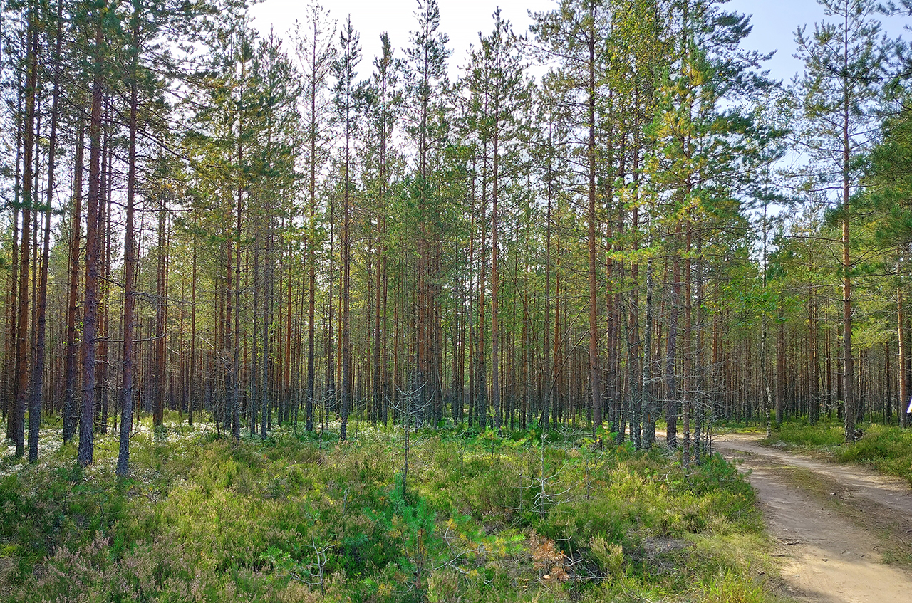 Участок 8,9 сот. (ИЖС)