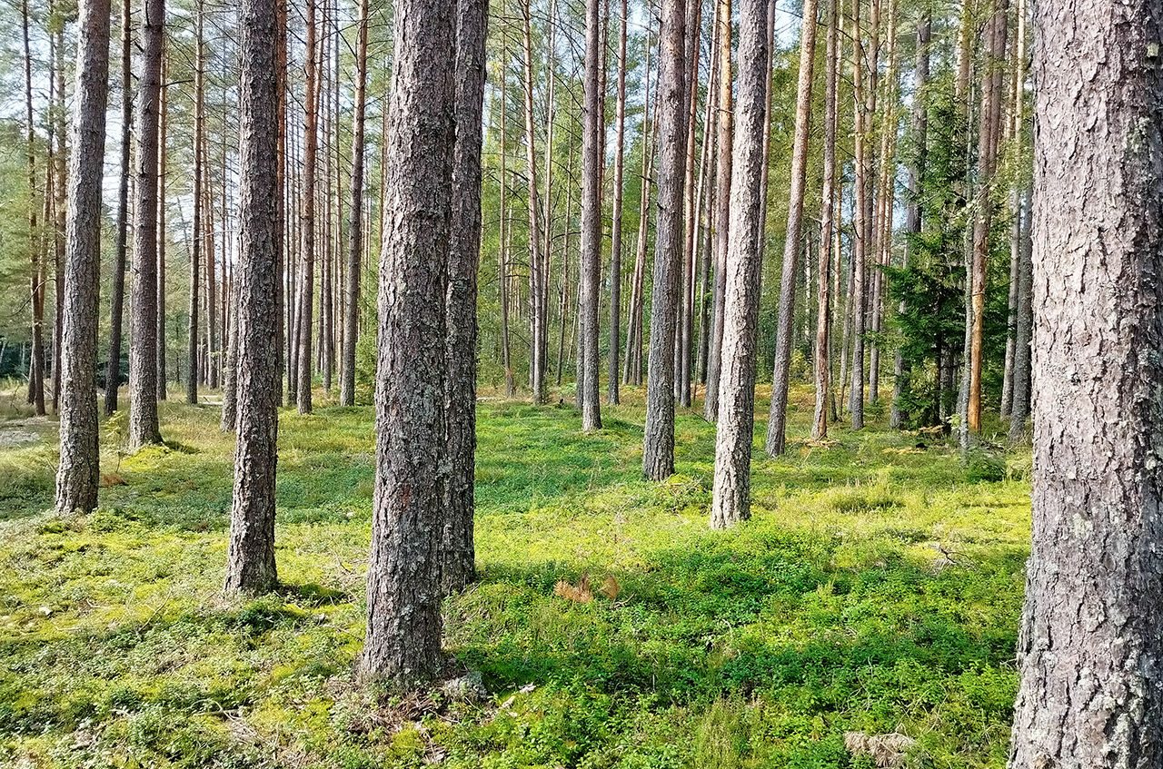 Участок 8,9 сот. (ИЖС)